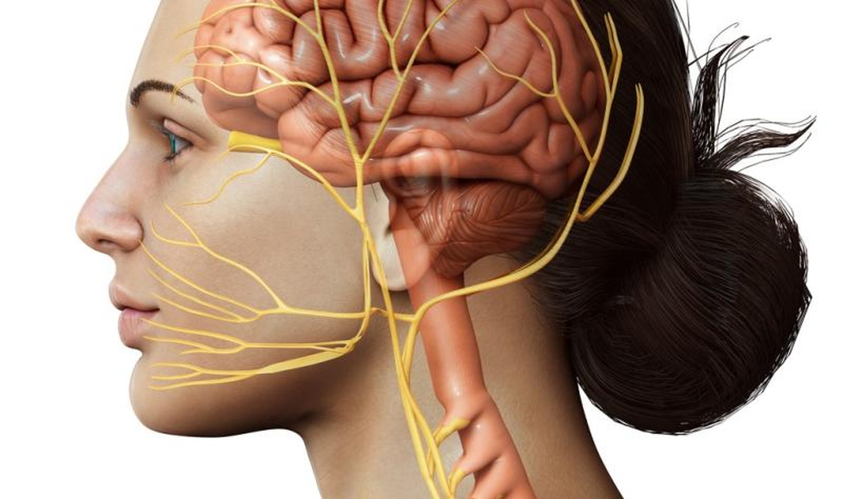 Nervo vago e osteopatia: un approccio manuale al sistema nervoso